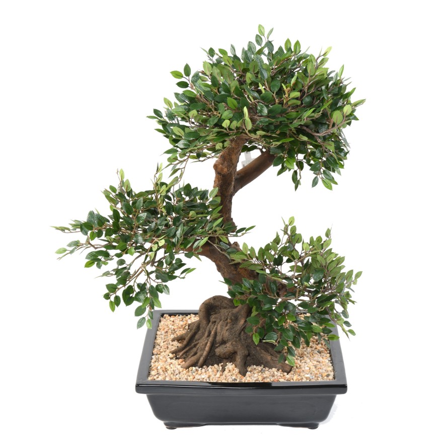 BONSAI ORME EN COUPE gravel