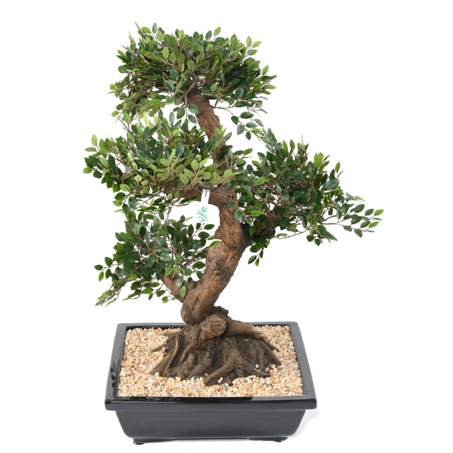 BONSAI ORME EN COUPE gravel