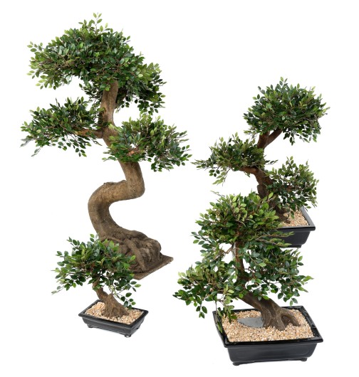 BONSAI ORME EN COUPE gravel