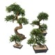 BONSAI ORME EN COUPE gravel