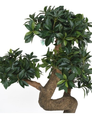 BONSAI EUONYMUS JAPONICUS FICUS