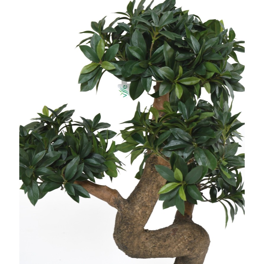 BONSAI EUONYMUS JAPONICUS FICUS