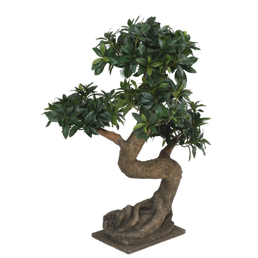 BONSAI EUONYMUS JAPONICUS FICUS