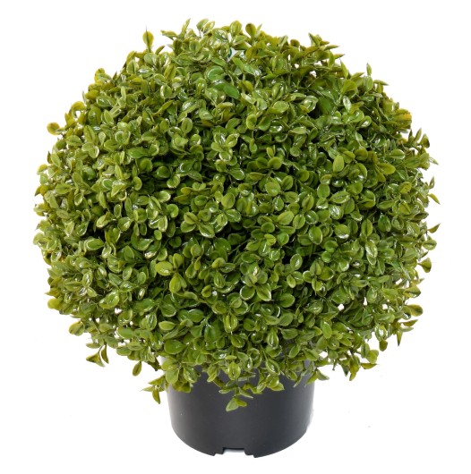 BOXWOOD BALL STK POT