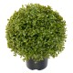 BOXWOOD BALL STK POT