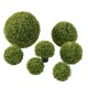 BOXWOOD BALL STK POT