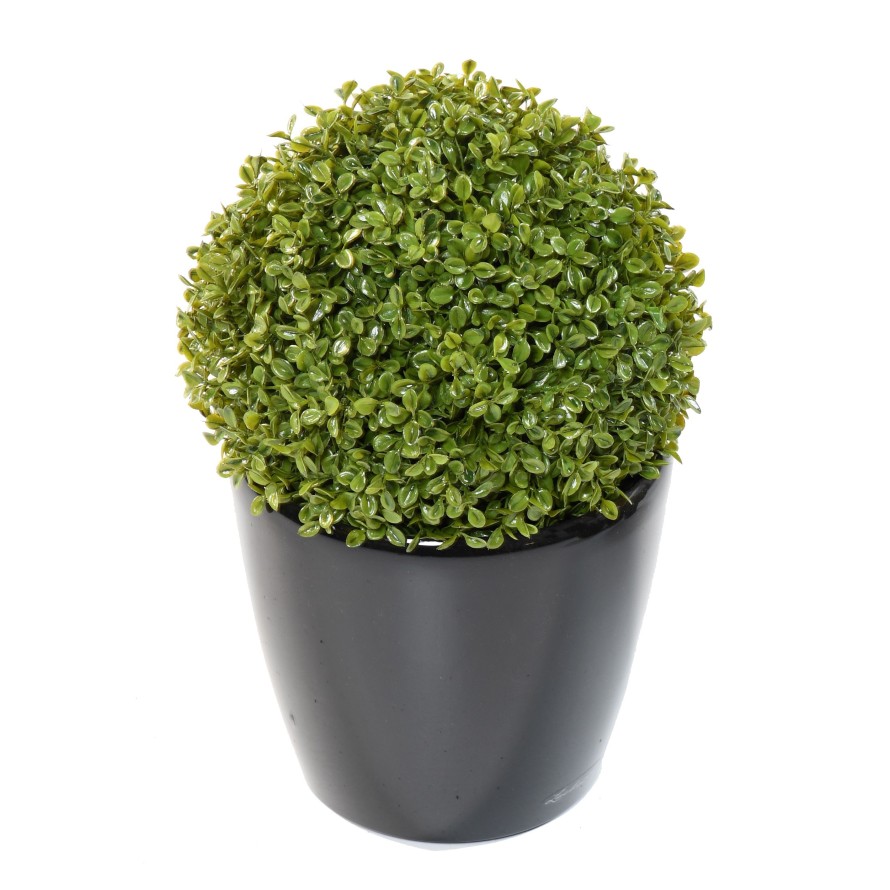 BOXWOOD BALL STK (net promo)