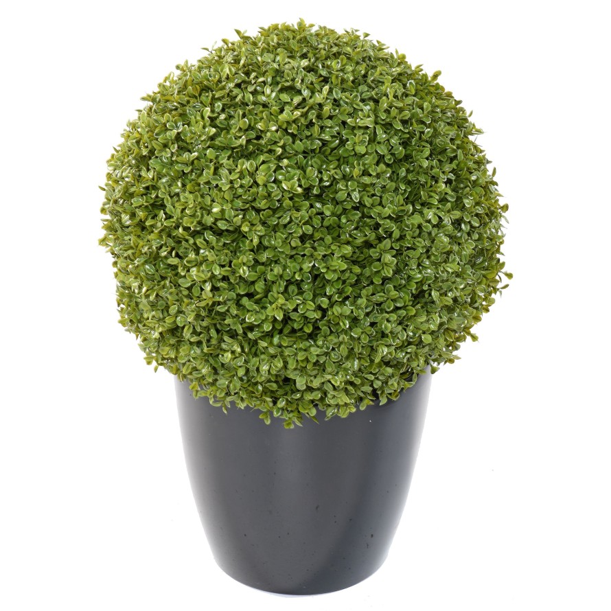 BOXWOOD BALL STK (net promo)