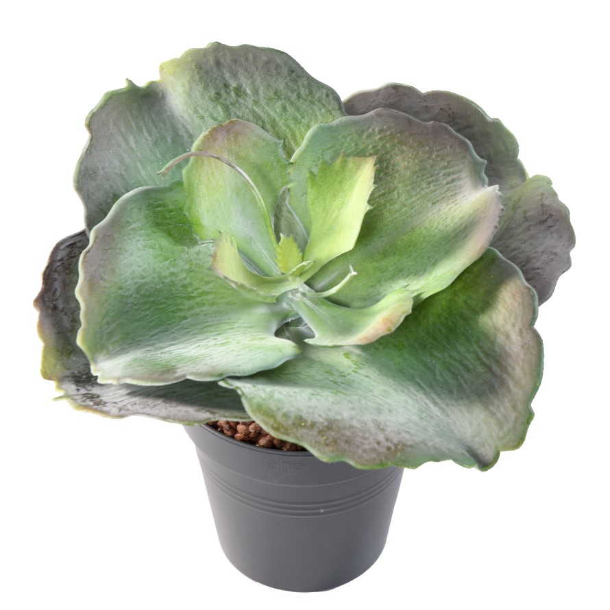 SUCCULENTE RONDE 24