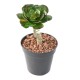 SUCCULENTE RONDE 15