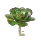 SUCCULENTE RONDE 15