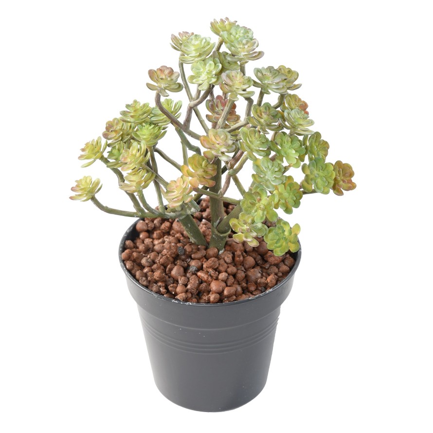 SUCCULENTE MINI20