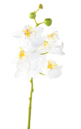 PHALAENOPSIS