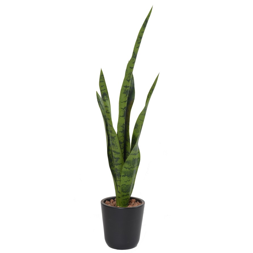 SANSEVIERIA PIQUET MIXTE