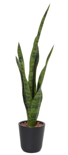 SANSEVIERIA PIQUET MIXTE