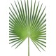 PALME PALMIER CAMERUS