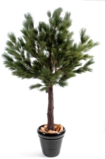 Austrian PINE HEAD