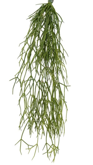 RHIPSALIS 50