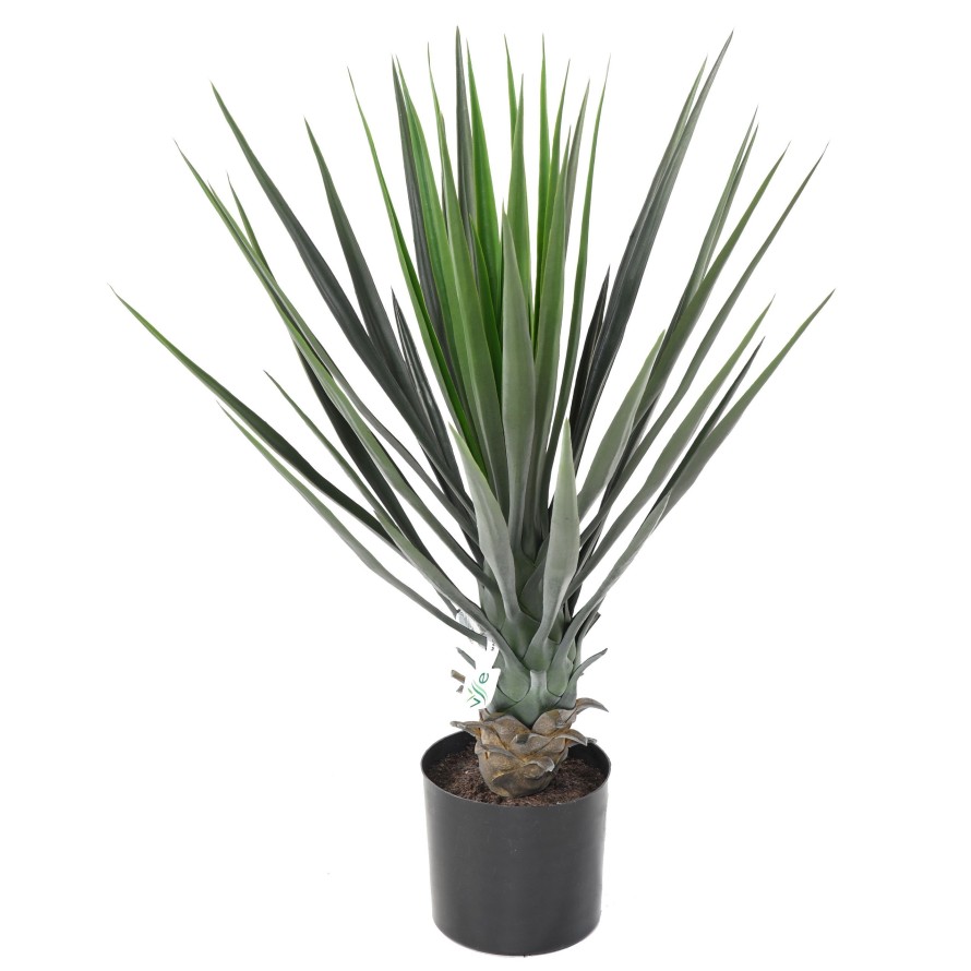 YUCCA ROSTRATA 60