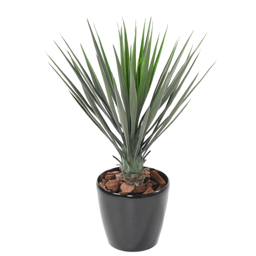 YUCCA ROSTRATA 60