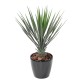 YUCCA ROSTRATA 60