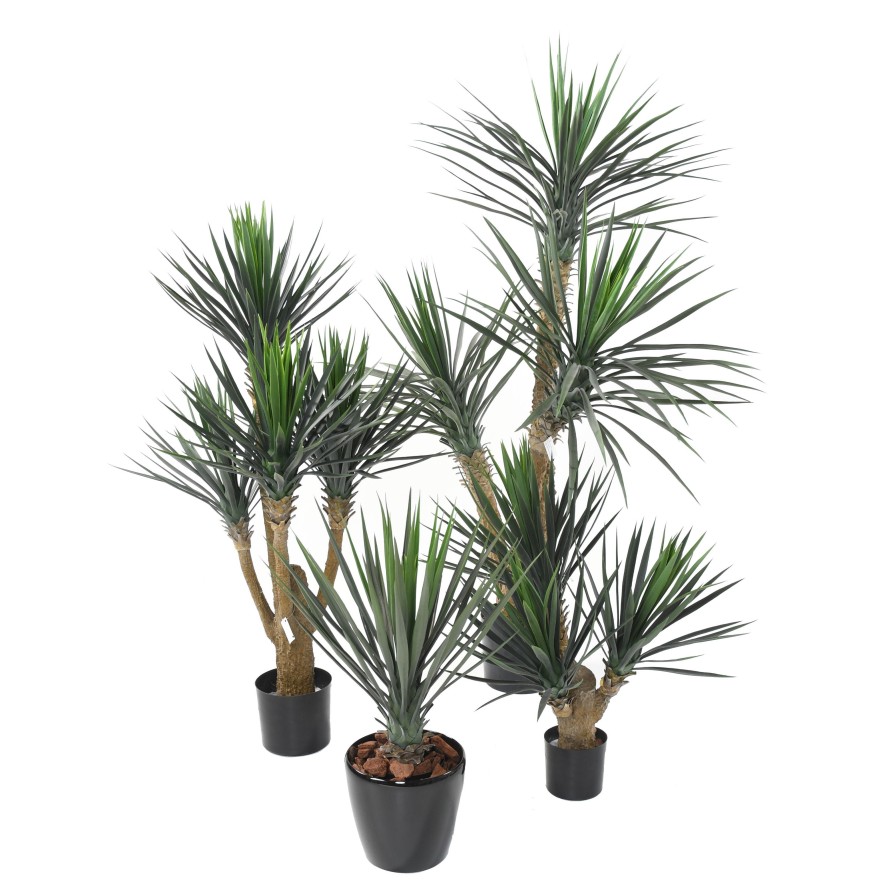 YUCCA ROSTRATA 60