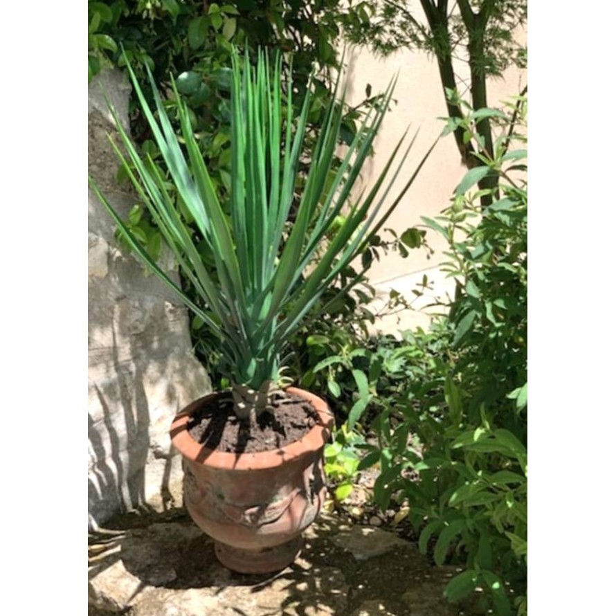 YUCCA ROSTRATA 60