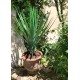 YUCCA ROSTRATA 60