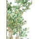 EUCALYPTUS BAIES