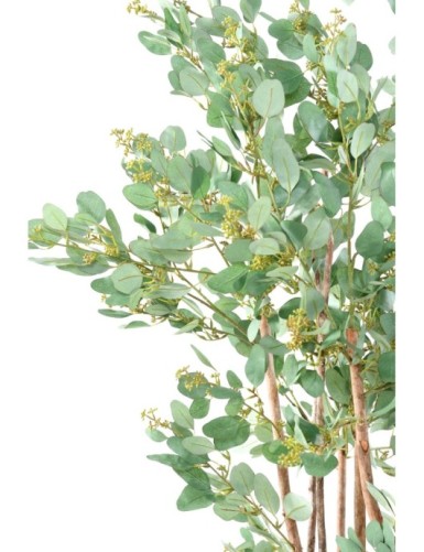 EUCALYPTUS BAIES