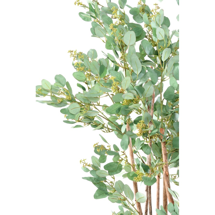 EUCALYPTUS BAIES