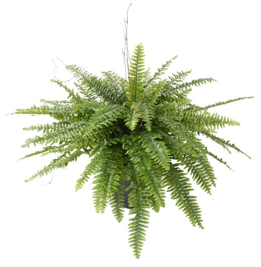 GIANT BOSTON FERN IN POT