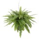 GIANT BOSTON FERN IN POT