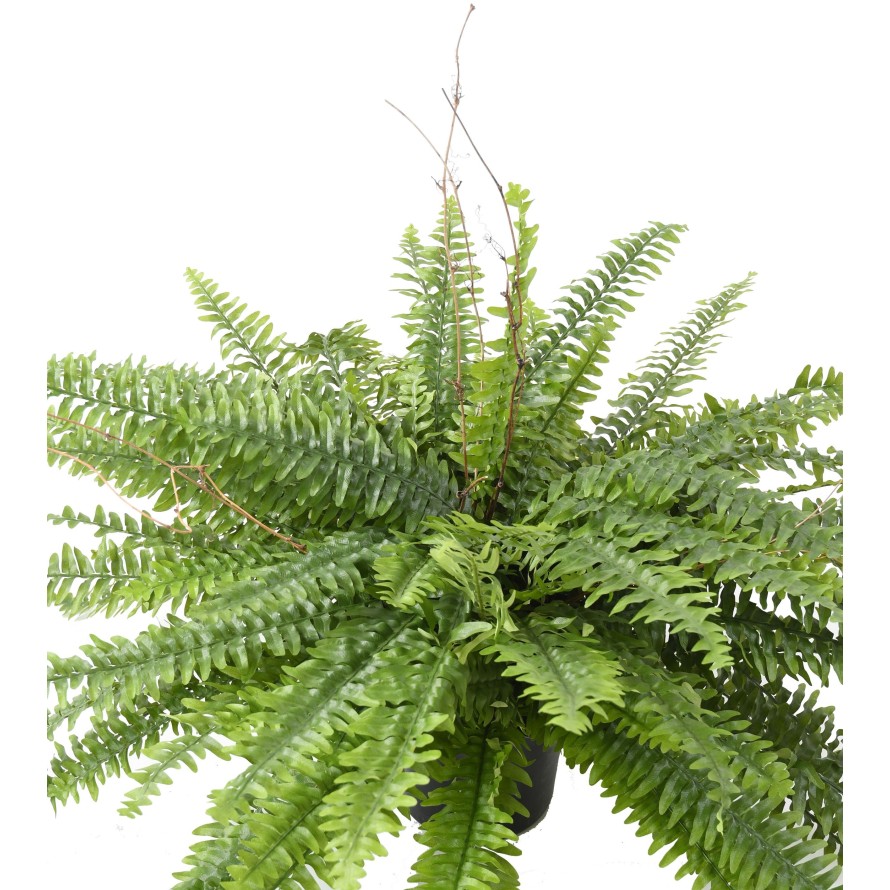 GIANT BOSTON FERN IN POT