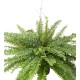 GIANT BOSTON FERN IN POT