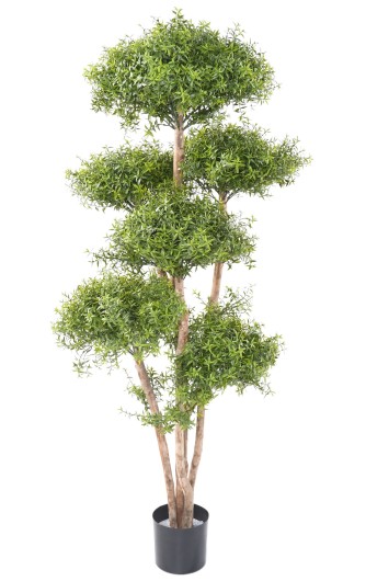 EUCALYPTUS M TREE