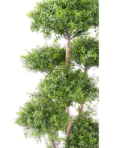 EUCALYPTUS M TREE