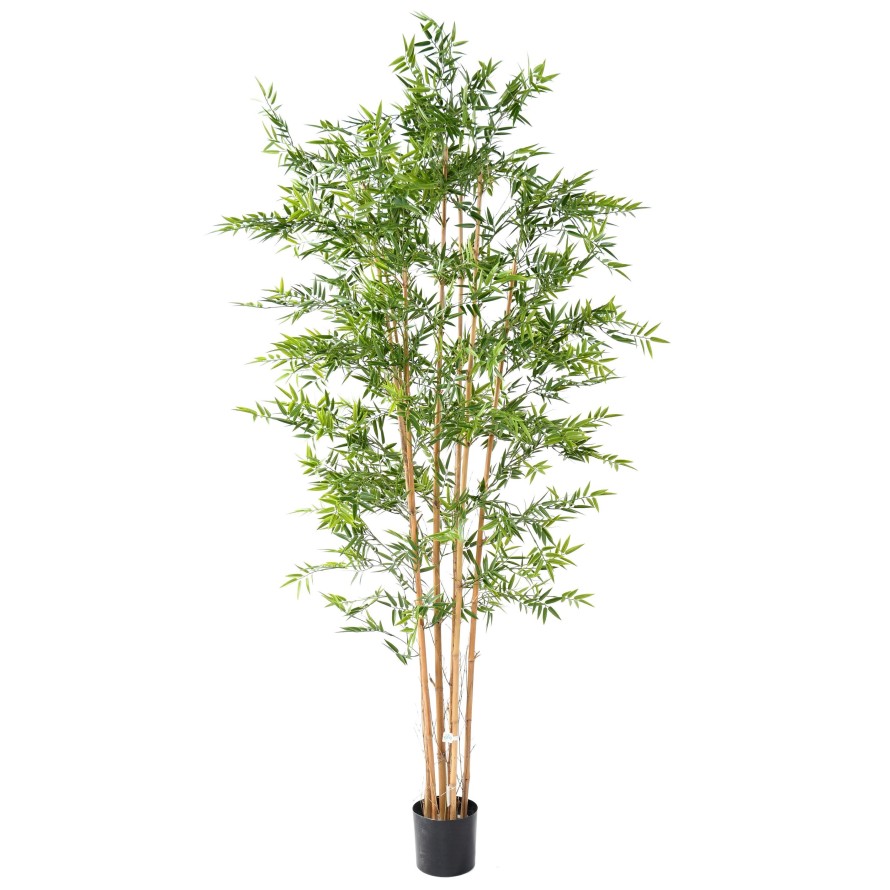 BAMBOO JAPANESE PLAST UV