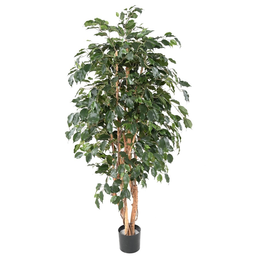 FICUS EXOTICA