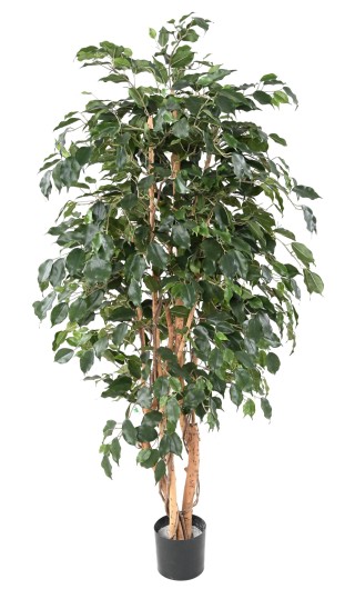 FICUS EXOTICA