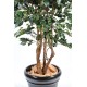 FICUS EXOTICA