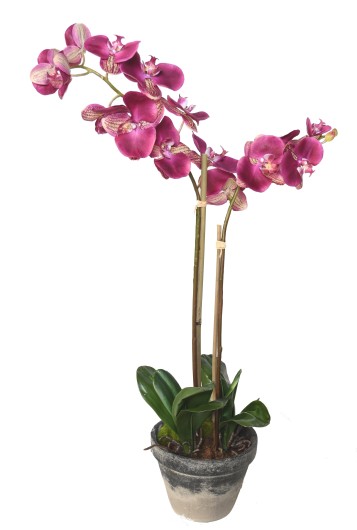 PHALAENOPSIS POTTED 85