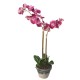 PHALAENOPSIS POTTED 85