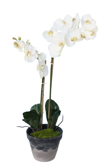 PHALAENOPSIS POTTED 85