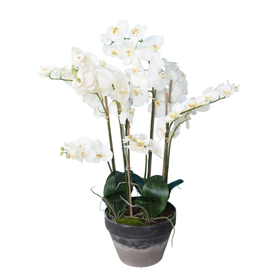 PHALAENOPSIS POTTED 105