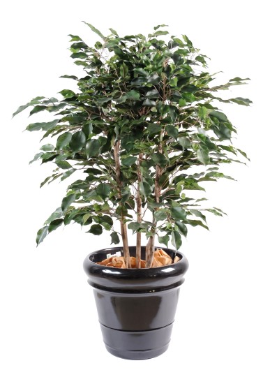 FICUS EXOTICA BUSH