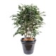 FICUS EXOTICA BUISSON