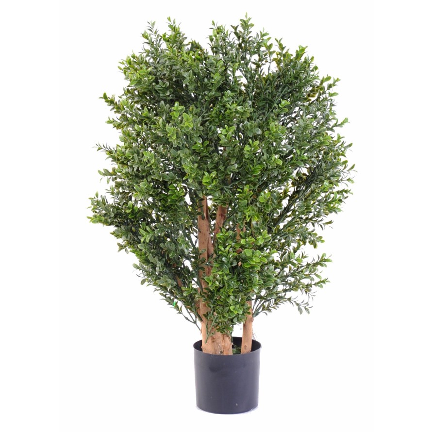 BOXWOOD NEW UV BUSH