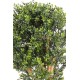 BOXWOOD NEW UV BUSH