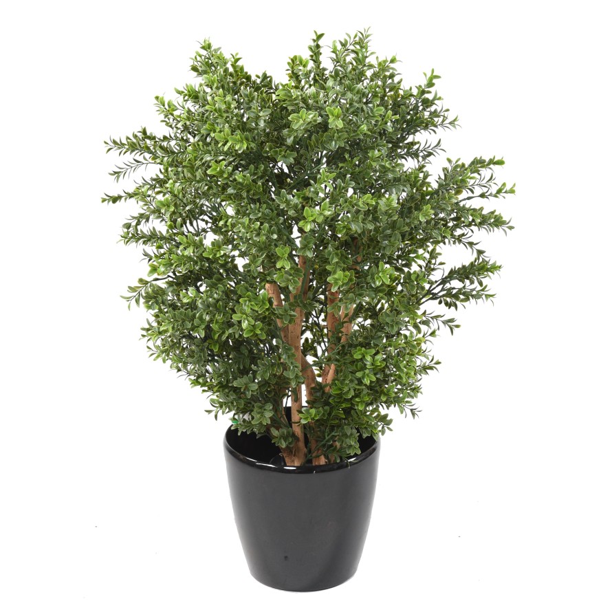 BOXWOOD NEW UV BUSH